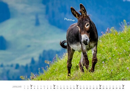 Esel Monatskalender 2027