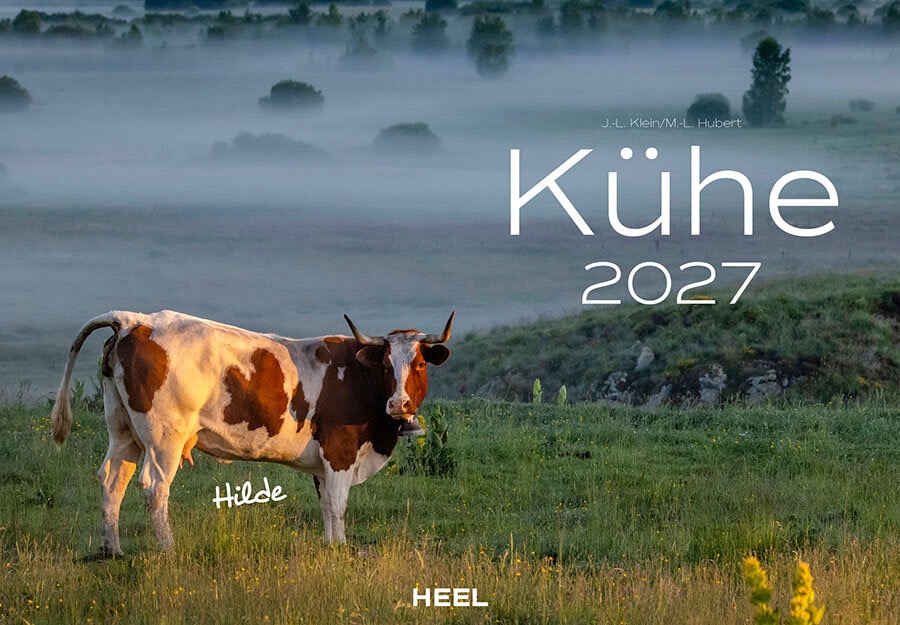 DA76985-1 Artikelname: Kühe Monatskalender 2027 Originalhersteller:  Hersteller-Nr: 620548