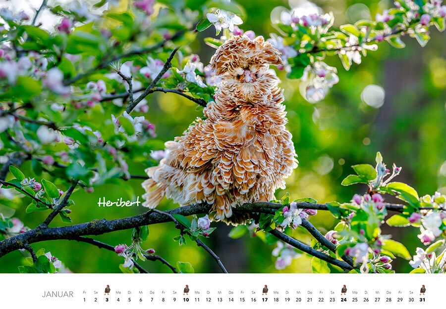 Hühner Monatskalender 2027